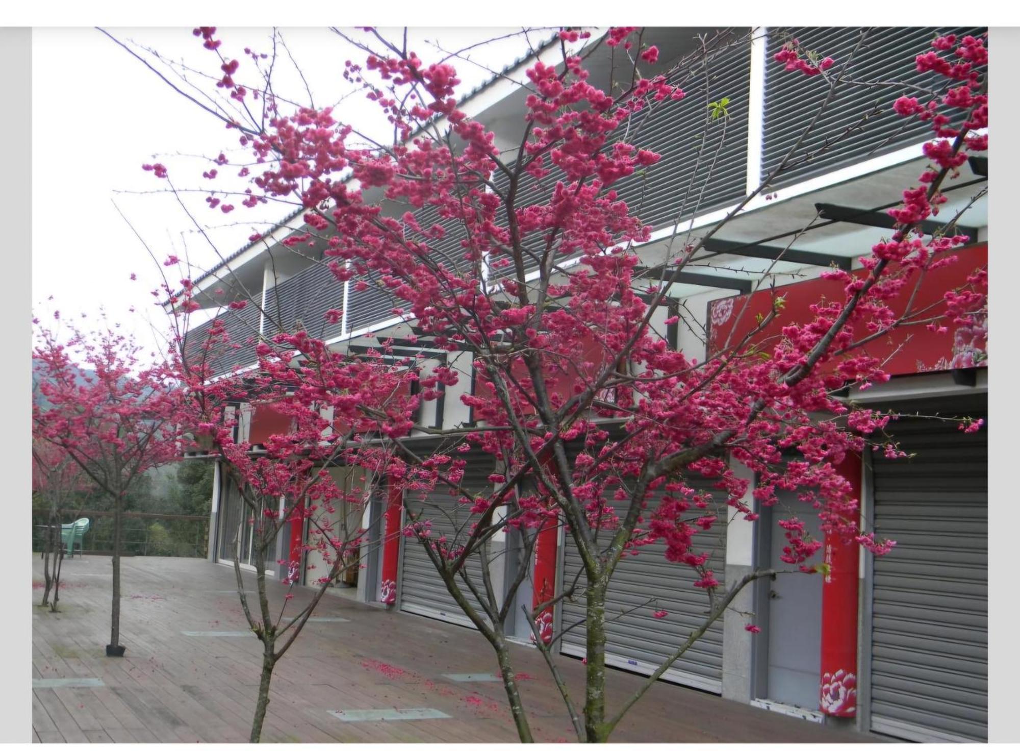Miaoli Sanyi Shantongyazhu Homestay Exterior foto